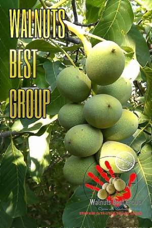 Саженцы грецкого ореха Кочерженко, 0985674877, 0957351986, Walnuts Broker