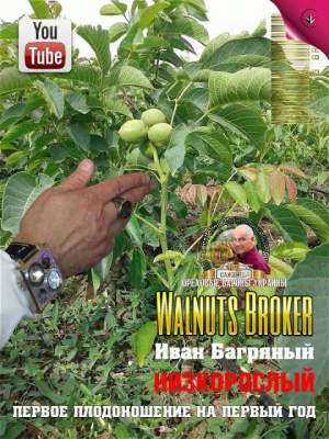 Саженцы грецкого ореха Иван Багряный, 0985674877, 0957351986, Walnuts Broker