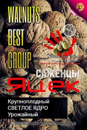 Саженцы грецкого ореха сорт Яцек, 0985674877, 0957351986, Walnuts Broker
