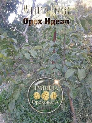 Саженцы ореха Идеал, 0957351986, 098567487, купить Украина Walnuts Broker